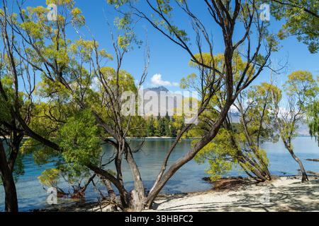 The "largest crack willow" in Central Otago, at 14m tall,  with a spread of 30m Queenstown, Otago, New Zealand Stock Photo