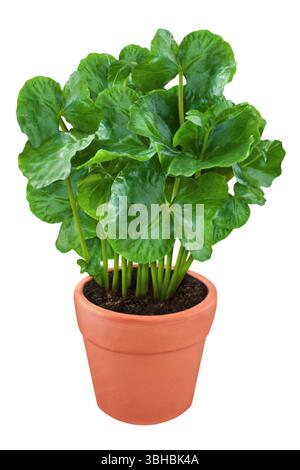 Coffee plant and clay pot isolated on white background Stock Photo