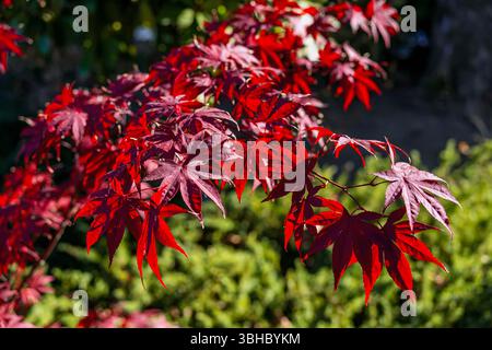 Red Japanese maple leaves in sunlight. Red Japanese maple leaves glow under sunlight, vivid contrast with green background in autumn garden. Concept Stock Photo