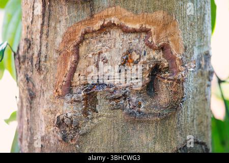 Cinnamon Tree Bark On A Spice Plantation In Goa, South India, Agriculture And Harvest, Food Ingredient Growing On Farm Stock Photo