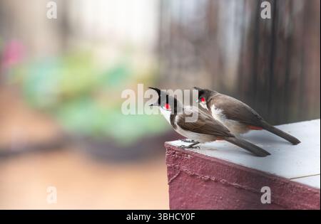 Red Fronted Bulbul Bird Sitting On A Wall, Goa In South India, Wildlife In Urban Environment, Pycnonotus Jocosus Stock Photo