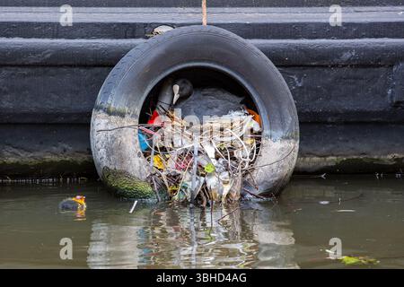 A coot, Fulica, has nested in plastic waste discarded in an Amsterdam canal. The tyre is to stop boats from hitting the side, but has been repurposed Stock Photo