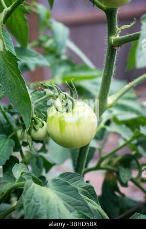 Green tomato on the vine Stock Photo