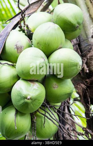 Green coconuts on tree Stock Photo