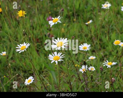 Field of Wild Daisies Blooming in a Natural Meadow Setting. Lush green meadow adorned with blooming white-and-yellow daisies and scattered wildflowers Stock Photo