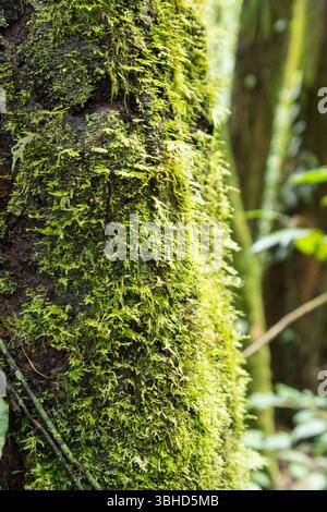Moss, lichen,  growing on the trunk of a tree in a cloud forest of Costa Rica. Stock Photo