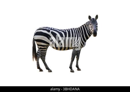 zebra isolated on white background Stock Photo