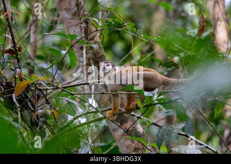 An Ecuadorian Squirrel Monkey, Saimiri cassiquiarensis macrodon, in Yasuni National Park in Ecuador. Stock Photo