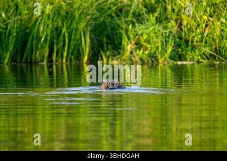 A large Black Caiman, Melanosuchus niger, swimming in a lagoon in Yasuni National Park, Ecuador. Stock Photo