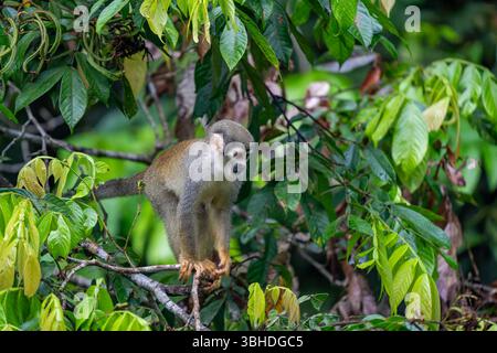 An Ecuadorian Squirrel Monkey, Saimiri cassiquiarensis macrodon, in Yasuni National Park in Ecuador. Stock Photo