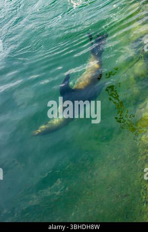 A Cape fur seal, completely submerged, hunting a school of small fish in the clear turquoise water of a canal in Cape Town, South Africa. Stock Photo