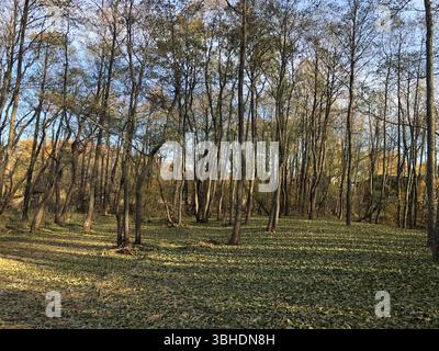 Autumn leaf fall in the forest, the ground is strewn with fallen leaves Stock Photo