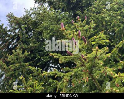 red young cones on spruce branches low angle view Stock Photo