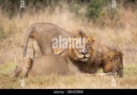 Two adult male lions (Panthera leo) drinking from a bushveld puddle Stock Photo