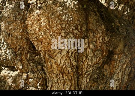 Close-up of tree bark showing a rough, cracked structure with organic patterns, perfect as a natural texture or background for design Stock Photo