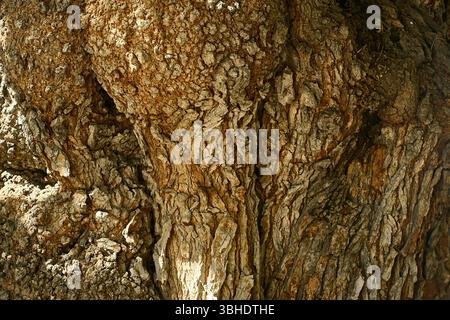 Close-up of tree bark showing a rough, cracked structure with organic patterns, perfect as a natural texture or background for design Stock Photo
