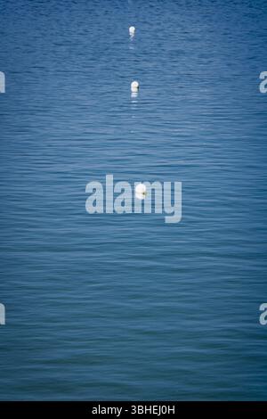 Buoys drift peacefully in a tranquil lake, reflecting sunlight against the bright blue water. Gentle waves create a soft ripple, enhancing the serene Stock Photo