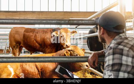 Male farmer with tablet inspecting cattle in the livestock farm Stock Photo