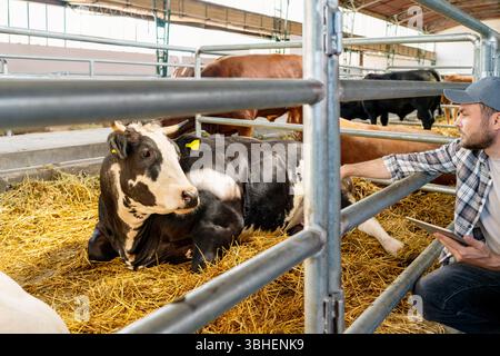 Male farmer with tablet inspecting cattle in the livestock farm Stock Photo