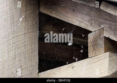 A delicate spider web stretches between wooden beams in a rustic structure, catching light and dust, symbolizing stillness, age, and natural detail. Stock Photo
