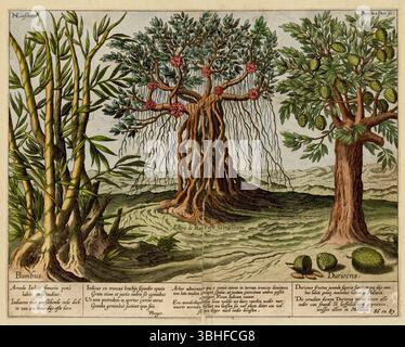 Botanical engraving of Bamboo, Mangroves and a Duran Tree