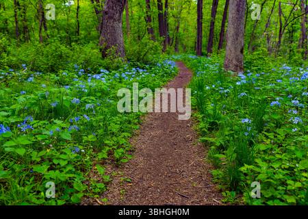 Peaceful nature trail winding through lush green forest with blooming blue flowers along the path, creating a serene and colorful woodland scene. Stock Photo