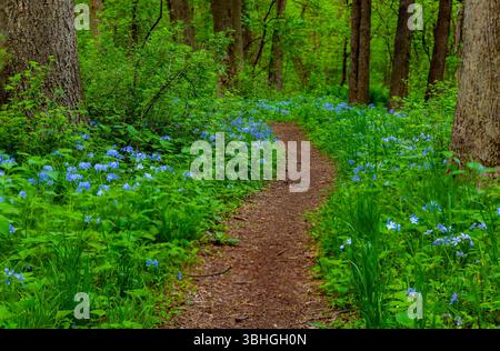 Peaceful nature trail winding through lush green forest with blooming blue flowers along the path, creating a serene and colorful woodland scene. Stock Photo