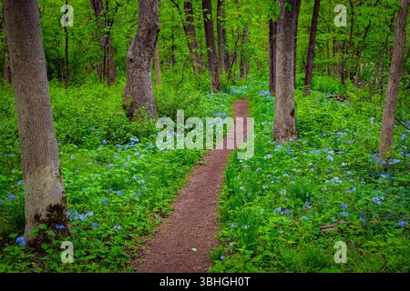 Peaceful nature trail winding through lush green forest with blooming blue flowers along the path, creating a serene and colorful woodland scene. Stock Photo