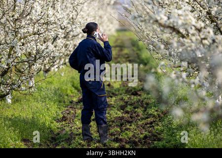 Female worker talking on the phone while in orchard with blooming trees, her back is turned to the camera Stock Photo