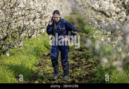 Young woman having a serious conversation on a phone, talking about farm work among rows of trees Stock Photo