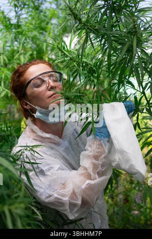 A researcher is examining plants in a greenhouse, wearing safety gear for a thorough analysis of their health Stock Photo
