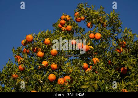 Seville oranges on tree Stock Photo