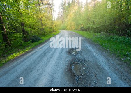 A wide gravel road through a green forest and sunshine Stock Photo