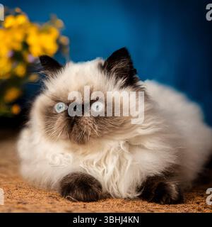himalayan kitten Stock Photo