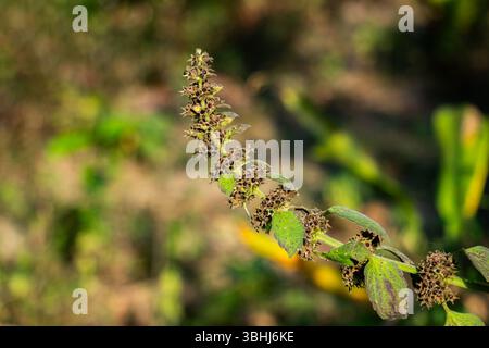 Ajuga pyramidalis, commonly known as Pyramidal Bugle or Pyramid Bugleweed, is a low growing, herbaceous perennial plant belonging to the Lamiaceae fam Stock Photo