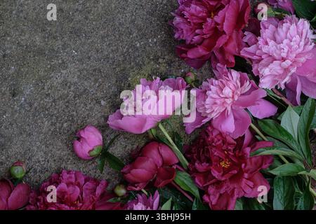 bouquet pink and red peonies on a gray textured background. Moody flora. Flat lay, top view. Copy space Stock Photo