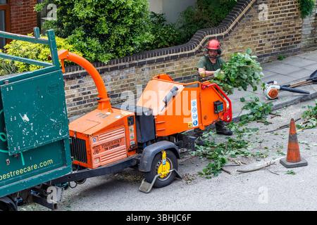 An arboriculturist in protective clothing gathering up cut branches and feeding them into a wood chipper, London, UK Stock Photo