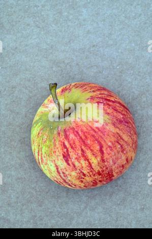 Single striped red and yellow apple on plain background Stock Photo