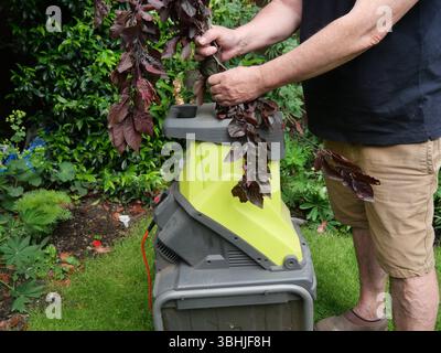 A man feeding dry tree branches into a wood chipper machine. Stock Photo