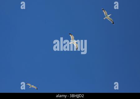 Three seagulls flying high against a deep blue sky, wings spread in sunlight, minimalistic composition of coastal birds in motion. Stock Photo