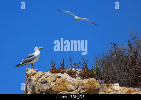 Seagull standing on rocky cliff ledge with another in flight above, clear blue sky background, Mediterranean coastal wildlife scene. Stock Photo