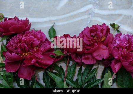 bouquet pink and red peonies on a gray marble background. Flat lay, top view. Copy space Stock Photo