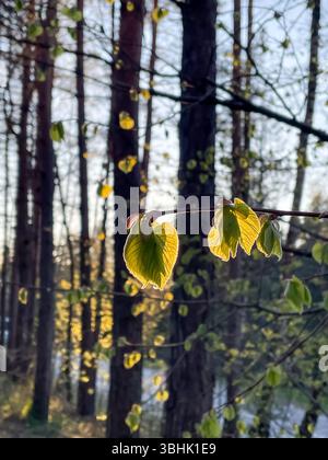Close-up young leaves that just grew on tree in spring, setting sun highlights them from behind Stock Photo