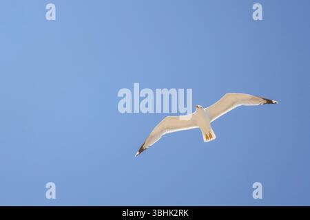 a beautiful seagull in flight seen from below in the blue summer sky Stock Photo
