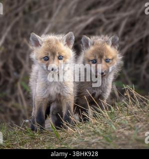Red fox kits Stock Photo