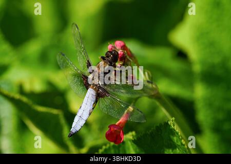 A pale blue broad-bodied chaser dragonfly rests on a red Candelabra Primula. Stock Photo