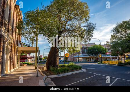 Historic Town Center Street View with Large Bottle Tree and Pedestrian Sidewalk in Afternoon Light, Roma, Australia, 29 November 2020 Stock Photo