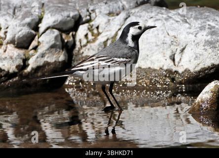 PIED WAGTAIL (Motacilla alba) stood in river, UK. Stock Photo