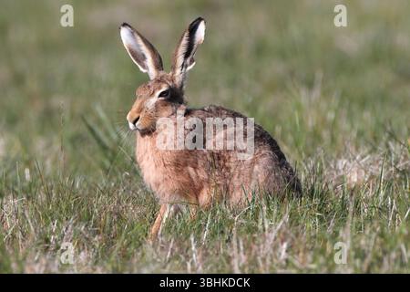 BROWN HARE sat up with ears up, UK. Stock Photo