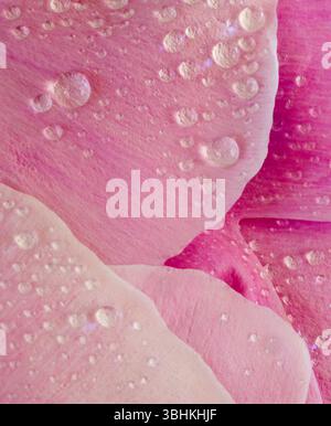 WA26620-00....WASHINGTON - Water drops on a pink peony flower. Stock Photo